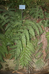 Woodwardia radicans