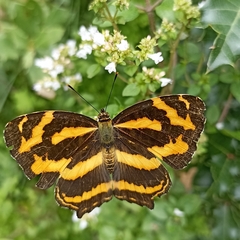 Symbrenthia niphanda