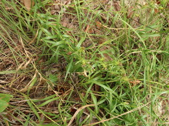 Liatris compacta