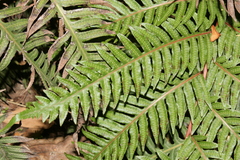 Woodwardia radicans