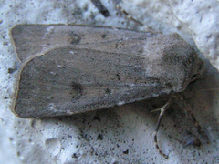 Agrotis vetusta