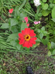 Zinnia elegans