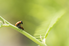 Coptocephala pallens