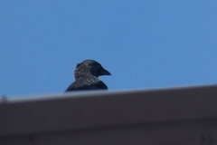 Corvus monedula