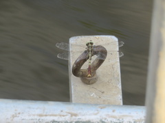 Arigomphus submedianus