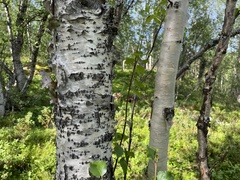 Betula pubescens pumila