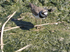 Charadrius dubius