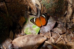 Aterica rabena