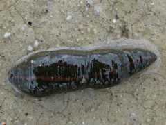 Hirudinidae