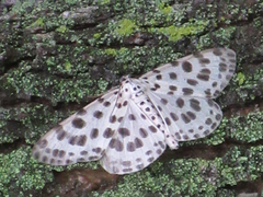 Antipercnia albinigrata