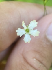 Heliosperma pusillum