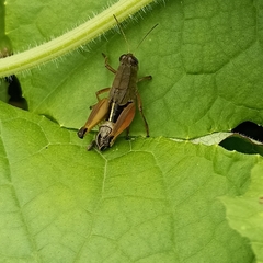 Peripolus