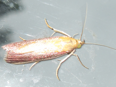 Oncocera semirubella