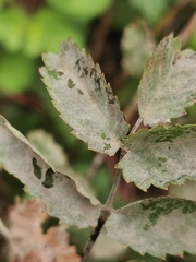 Podosphaera ferruginea