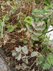 Podosphaera ferruginea