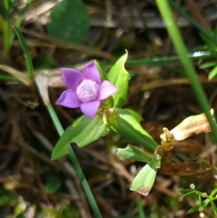 Gentianella germanica