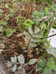 Podosphaera ferruginea