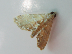 Elophila turbata