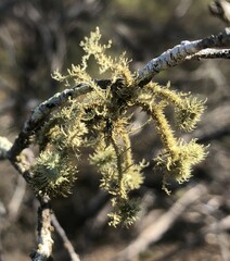 Usnea scabrida