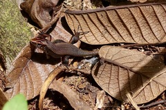 Zonosaurus madagascariensis