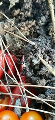 Insecta