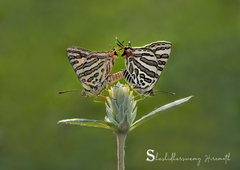 Cigaritis ictis ictis