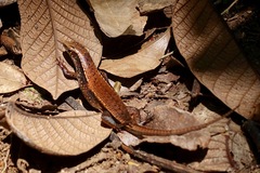 Zonosaurus madagascariensis