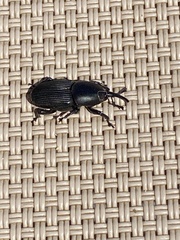 Scyphophorus acupunctatus