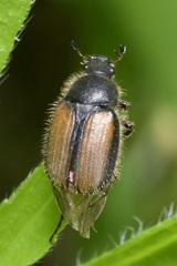 Omaloplia nigromarginata