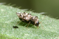 Dictyla rotundata