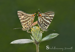 Cigaritis ictis ictis