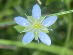 Moehringia muscosa