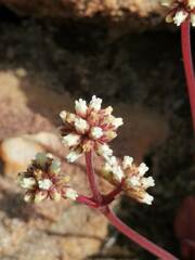 Crassula clavata