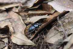 Phelotrupes insulanus