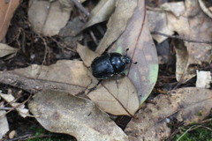 Phelotrupes insulanus