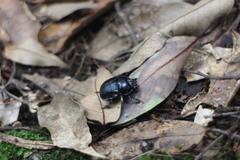 Phelotrupes insulanus