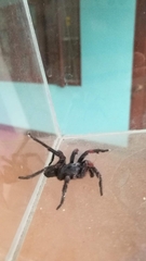 Chilobrachys