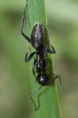 Camponotus vagus