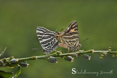 Cigaritis ictis ictis