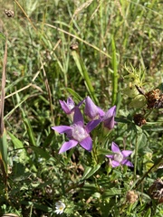 Gentianella aspera