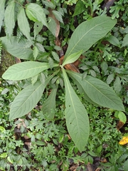 Blumea formosana