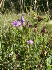 Gentianella aspera