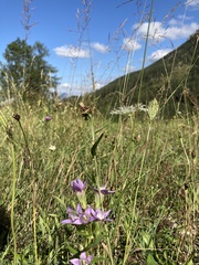 Gentianella aspera