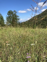 Gentianella aspera