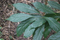 Meliosma callicarpifolia