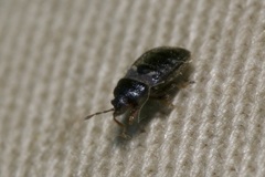 Dimorphopterus doriae