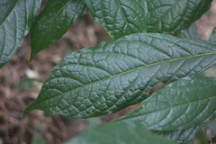 Meliosma callicarpifolia