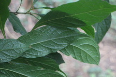 Meliosma callicarpifolia
