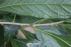 Meliosma callicarpifolia