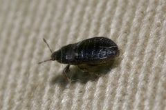 Dimorphopterus doriae